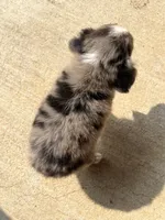 Sara, a female Miniature Australian Shepherd for sale in Honey Grove, TX – 8 of 9