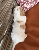 Conner , a male Cavalier King Charles Spaniel for sale in Honey Grove, TX – 10 of 10
