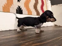 Kara, a female Miniature Dachshund for sale in Honey Grove, TX – 4 of 10