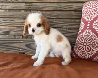 Darla , a female Cavalier King Charles Spaniel for sale in Honey Grove, TX – 4 of 8