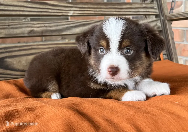 Ella  – Miniature Australian Shepherd puppy for sale in Honey Grove, TX
