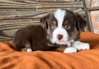 Ella , a female Miniature Australian Shepherd for sale in Honey Grove, TX – 1 of 10