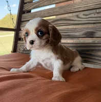Colt , a male Cavalier King Charles Spaniel for sale in Honey Grove, TX – 9 of 10