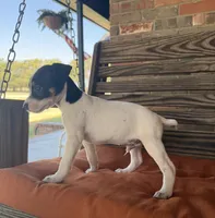 Max, a male Rat Terrier for sale in Honey Grove, TX – 8 of 8
