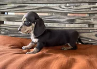 Ava, a female Miniature Dachshund for sale in Honey Grove, TX – 4 of 9