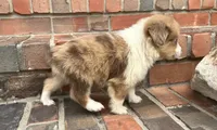 Conner, a male Miniature Australian Shepherd for sale in Honey Grove, TX – 2 of 6