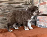 Honey , a female Miniature Australian Shepherd for sale in Honey Grove, TX – 7 of 10