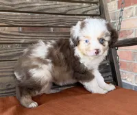 Griffin , a male Miniature Australian Shepherd for sale in Honey Grove, TX – 6 of 10