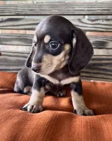 Ava, a female Miniature Dachshund for sale in Honey Grove, TX – 8 of 9