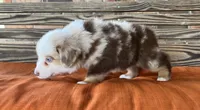 Dallas, a male Miniature Australian Shepherd for sale in Honey Grove, TX – 5 of 9