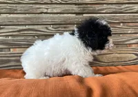 Stella, a female Poodle - Miniature  for sale in Honey Grove, TX – 5 of 8