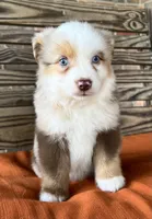 Dallas, a male Miniature Australian Shepherd for sale in Honey Grove, TX – 3 of 9
