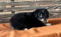 Davis , a male Miniature Australian Shepherd for sale in Honey Grove, TX – 2 of 9
