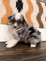 Stella, a female Miniature Australian Shepherd for sale in Honey Grove, TX – 8 of 9
