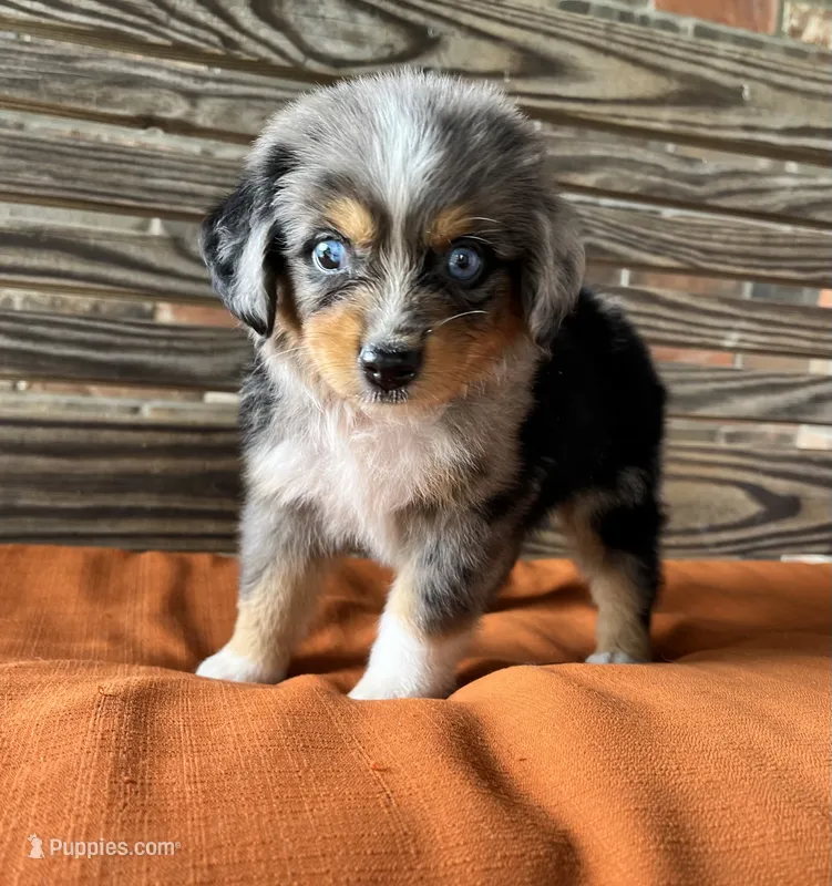 Colleen  – Miniature Australian Shepherd puppy for sale in Honey Grove, TX