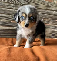 Colleen , a female Miniature Australian Shepherd for sale in Honey Grove, TX – 1 of 7