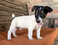 Baker, a male Rat Terrier for sale in Honey Grove, TX – 7 of 10