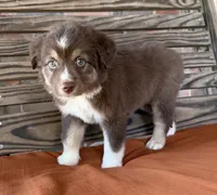Honey , a female Miniature Australian Shepherd for sale in Honey Grove, TX – 2 of 10