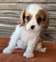 Sam, a male Cavalier King Charles Spaniel for sale in Honey Grove, TX – 7 of 9