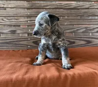 Cami, a female Australian Cattle Dog for sale in Honey Grove, TX – 2 of 10