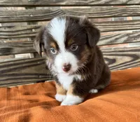 Ella , a female Miniature Australian Shepherd for sale in Honey Grove, TX – 7 of 10