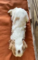 Sage, a female Cavalier King Charles Spaniel for sale in Honey Grove, TX – 6 of 10
