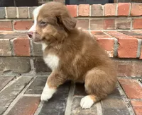 Collins, a female Miniature Australian Shepherd for sale in Honey Grove, TX – 4 of 9