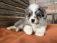 Luna, a female Miniature Australian Shepherd for sale in Honey Grove, TX – 2 of 9