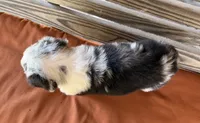 Blythe, a female Miniature Australian Shepherd for sale in Honey Grove, TX – 8 of 10
