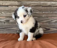 Indie, a female Miniature Australian Shepherd for sale in Honey Grove, TX – 10 of 10