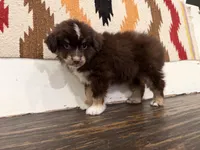 Lennon , a male Miniature Australian Shepherd for sale in Honey Grove, TX – 9 of 9