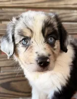 Blythe, a female Miniature Australian Shepherd for sale in Honey Grove, TX – 2 of 10