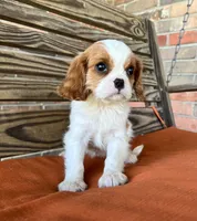 Sage, a female Cavalier King Charles Spaniel for sale in Honey Grove, TX – 5 of 10