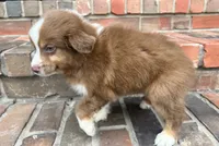 Collins, a female Miniature Australian Shepherd for sale in Honey Grove, TX – 8 of 9