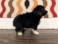 Cooper , a male Miniature Australian Shepherd for sale in Honey Grove, TX – 10 of 10