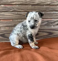 Remi, a female Australian Cattle Dog for sale in Honey Grove, TX – 4 of 10