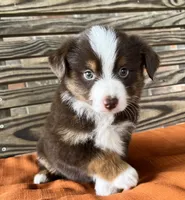 Ella , a female Miniature Australian Shepherd for sale in Honey Grove, TX – 4 of 10
