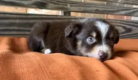 Max, a male Miniature Australian Shepherd for sale in Honey Grove, TX – 2 of 7