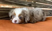 Dallas, a male Miniature Australian Shepherd for sale in Honey Grove, TX – 6 of 10