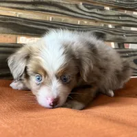 Dallas, a male Miniature Australian Shepherd for sale in Honey Grove, TX – 2 of 10