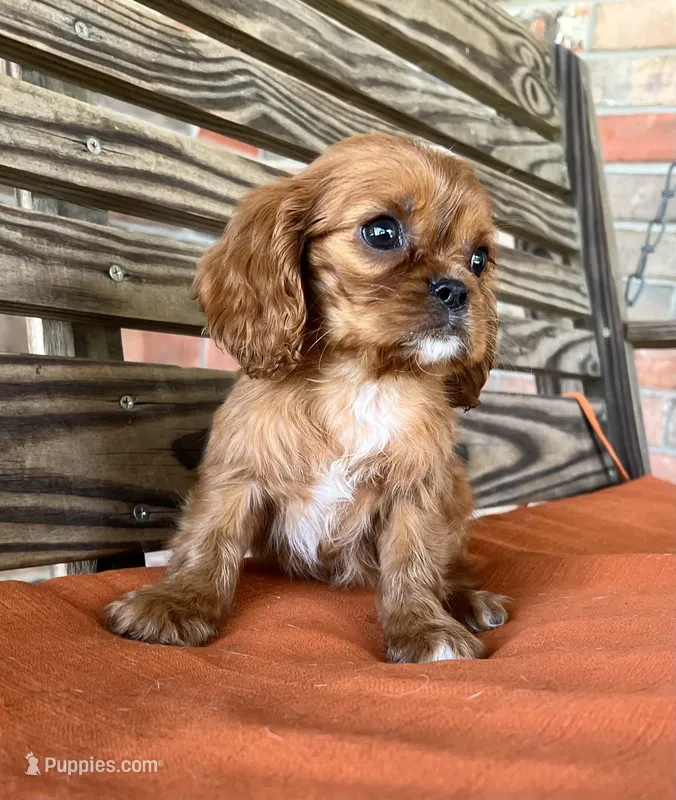 Jase – Cavalier King Charles Spaniel puppy on hold in Honey Grove, TX