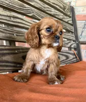 Jase, a male Cavalier King Charles Spaniel for sale in Honey Grove, TX – 1 of 10