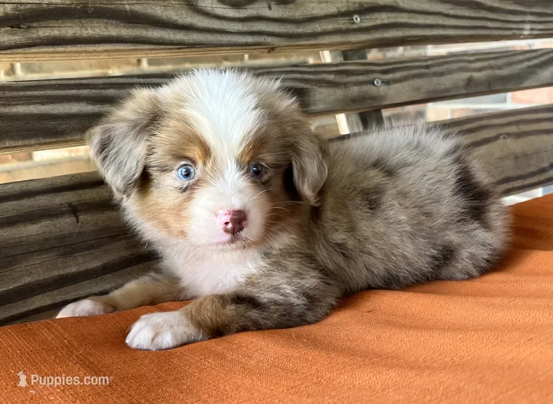 Dallas – Miniature Australian Shepherd puppy for sale in Honey Grove, TX