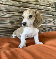 Nolan , a male Miniature Dachshund for sale in Honey Grove, TX – 5 of 10