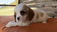 Conner , a male Cavalier King Charles Spaniel for sale in Honey Grove, TX – 2 of 10
