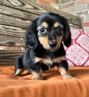 Sloan, a female Miniature Dachshund for sale in Honey Grove, TX – 3 of 10