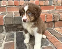 Buster , a male Miniature Australian Shepherd for sale in Honey Grove, TX – 6 of 8