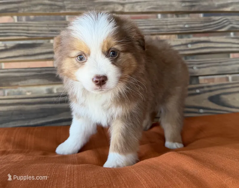 Daisy, a female Miniature Australian Shepherd for sale in Honey Grove, TX – Photo 1 of 8