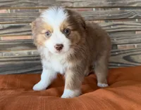 Daisy, a female Miniature Australian Shepherd for sale in Honey Grove, TX – Photo 1 of 8