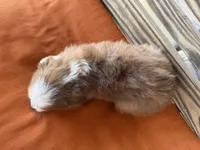 Daisy, a female Miniature Australian Shepherd for sale in Honey Grove, TX – Photo 8 of 8